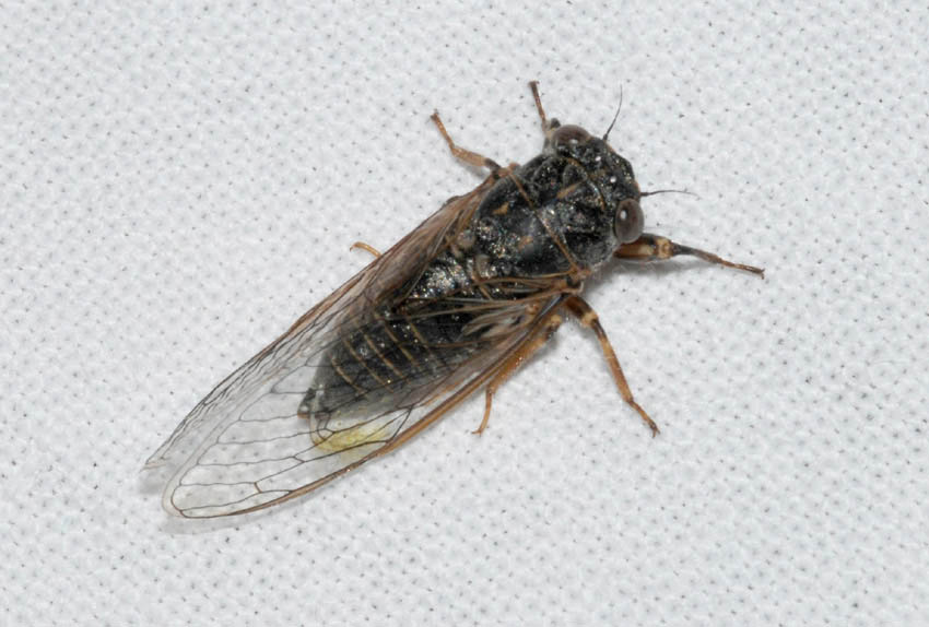 Cicadidae da determinare